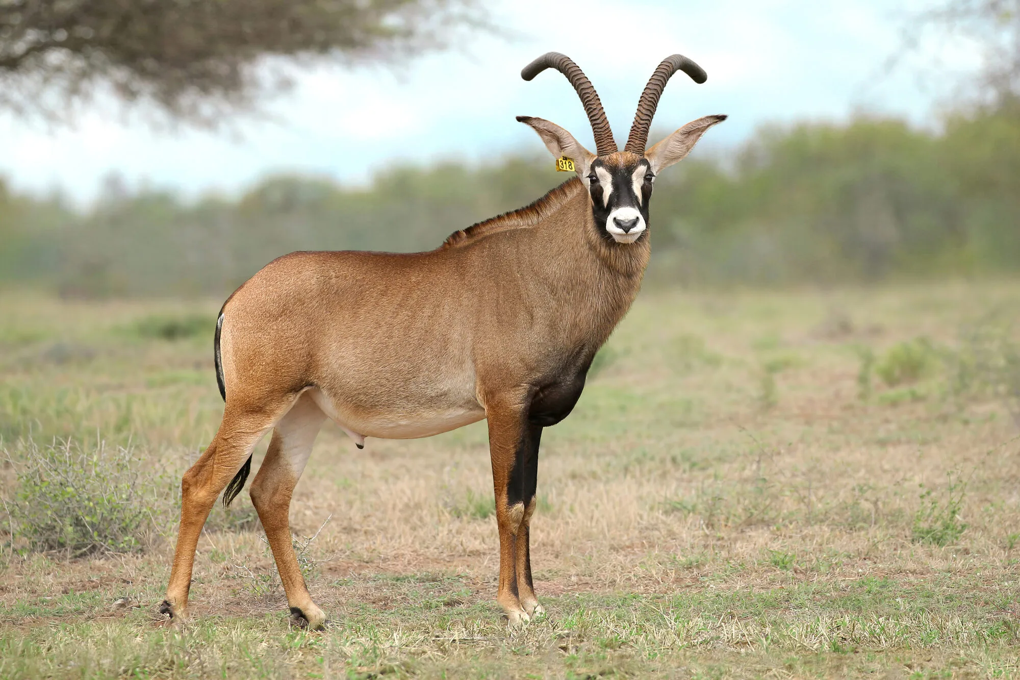 Mature roan antelope bull facing the camera