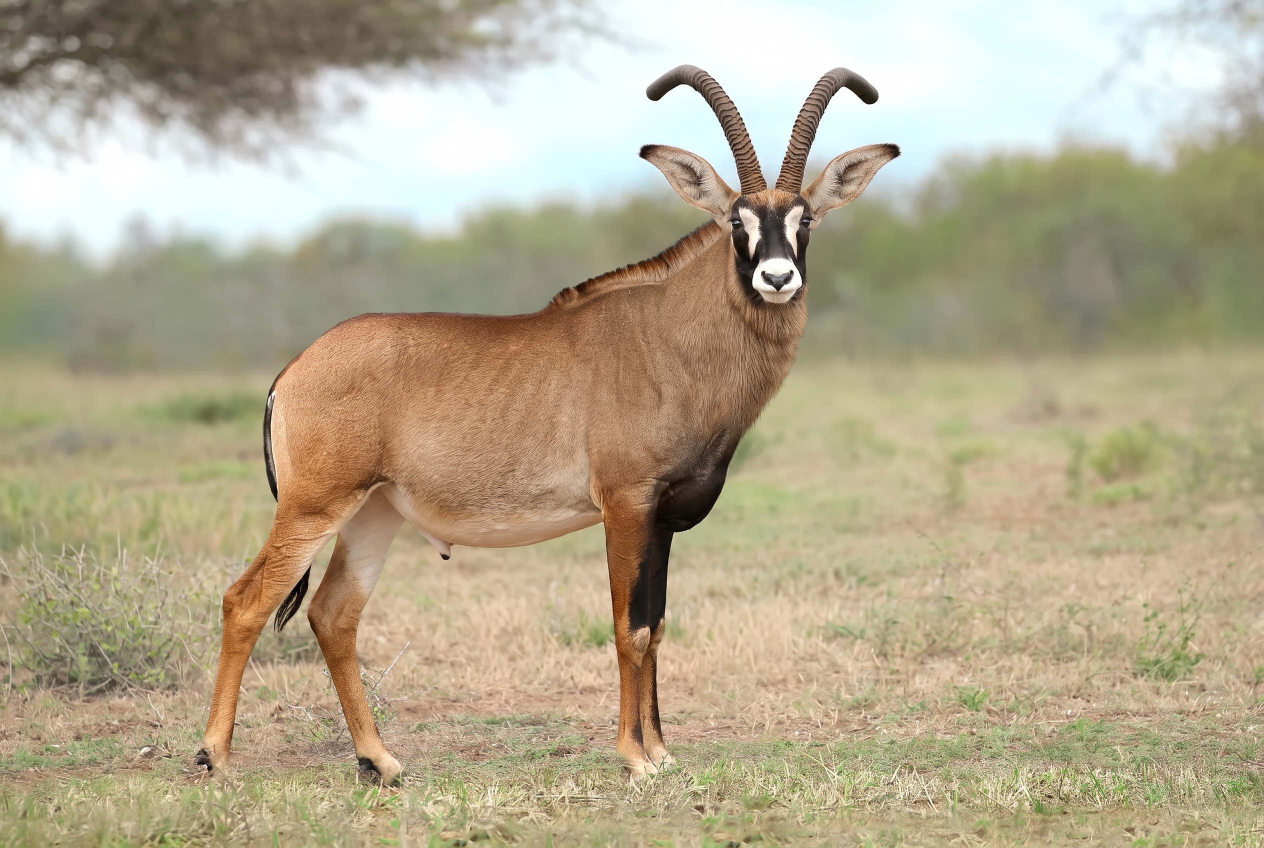 Mature roan antelope bull facing the camera