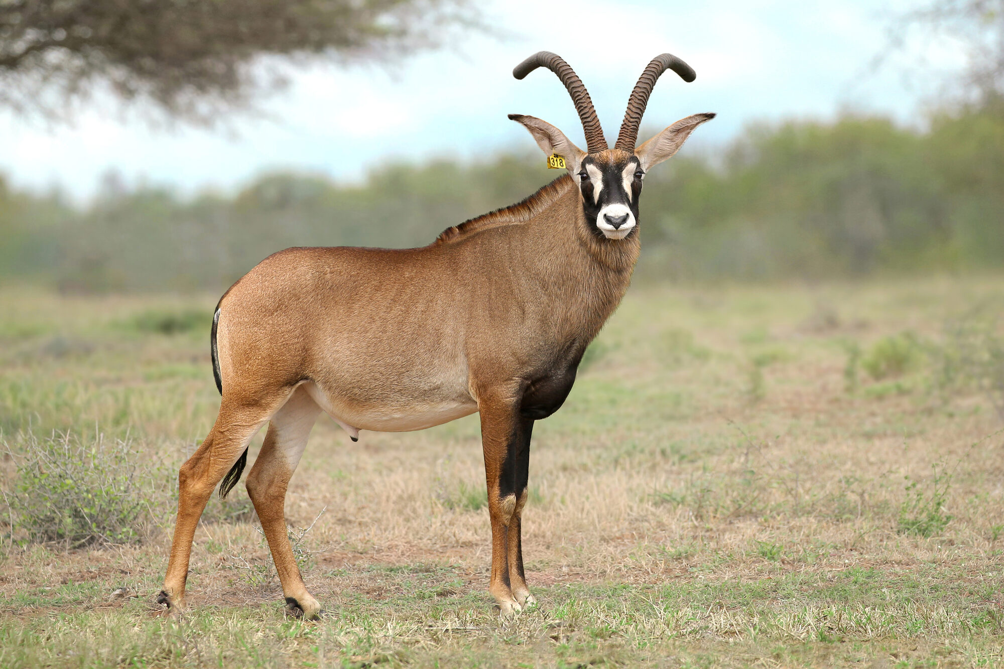 Mature roan antelope bull facing the camera