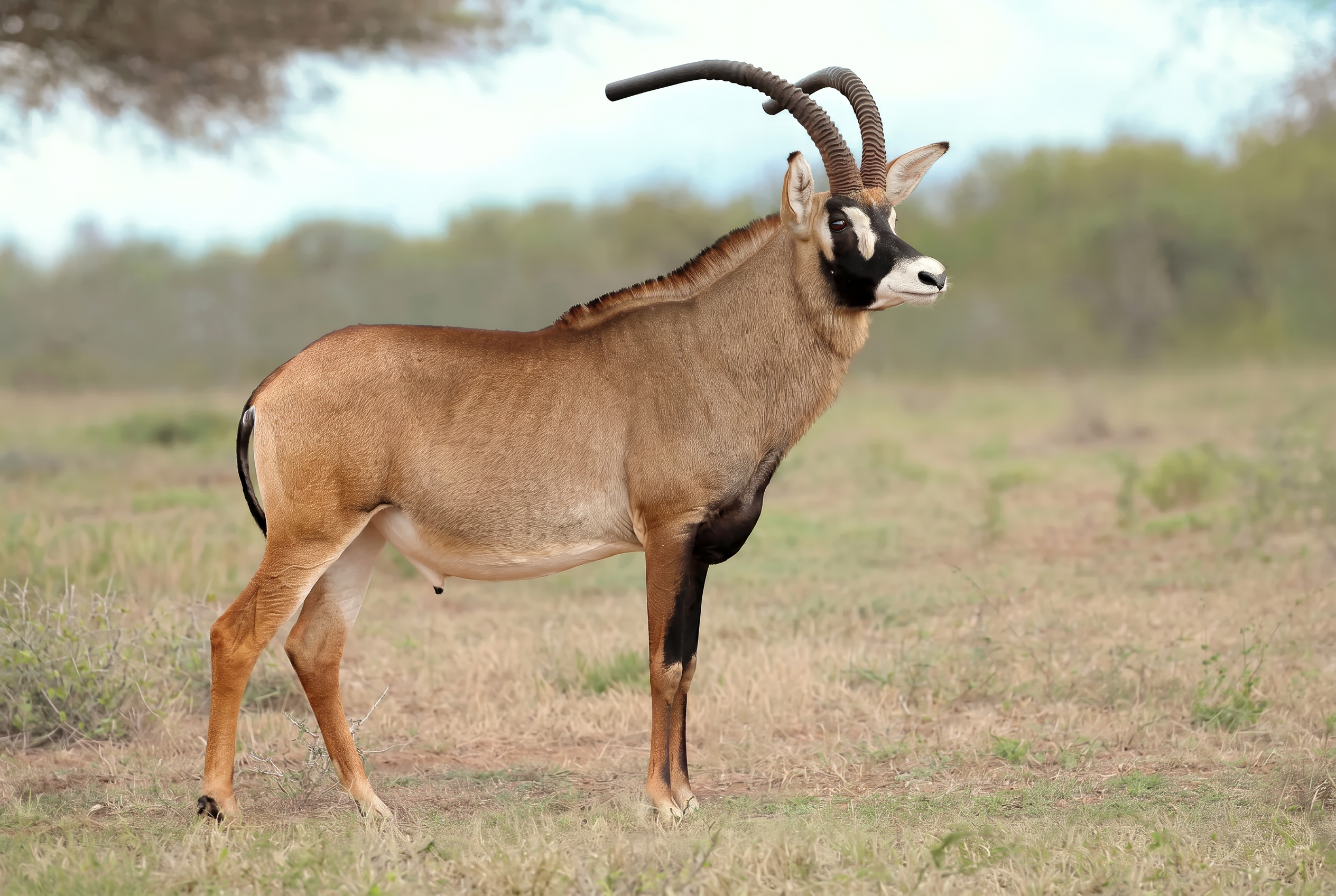 Roan antelope bull on the open plains