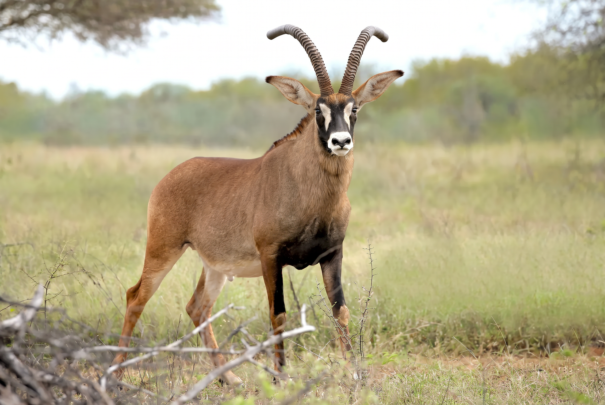 Roan antelope bull in green summer grass