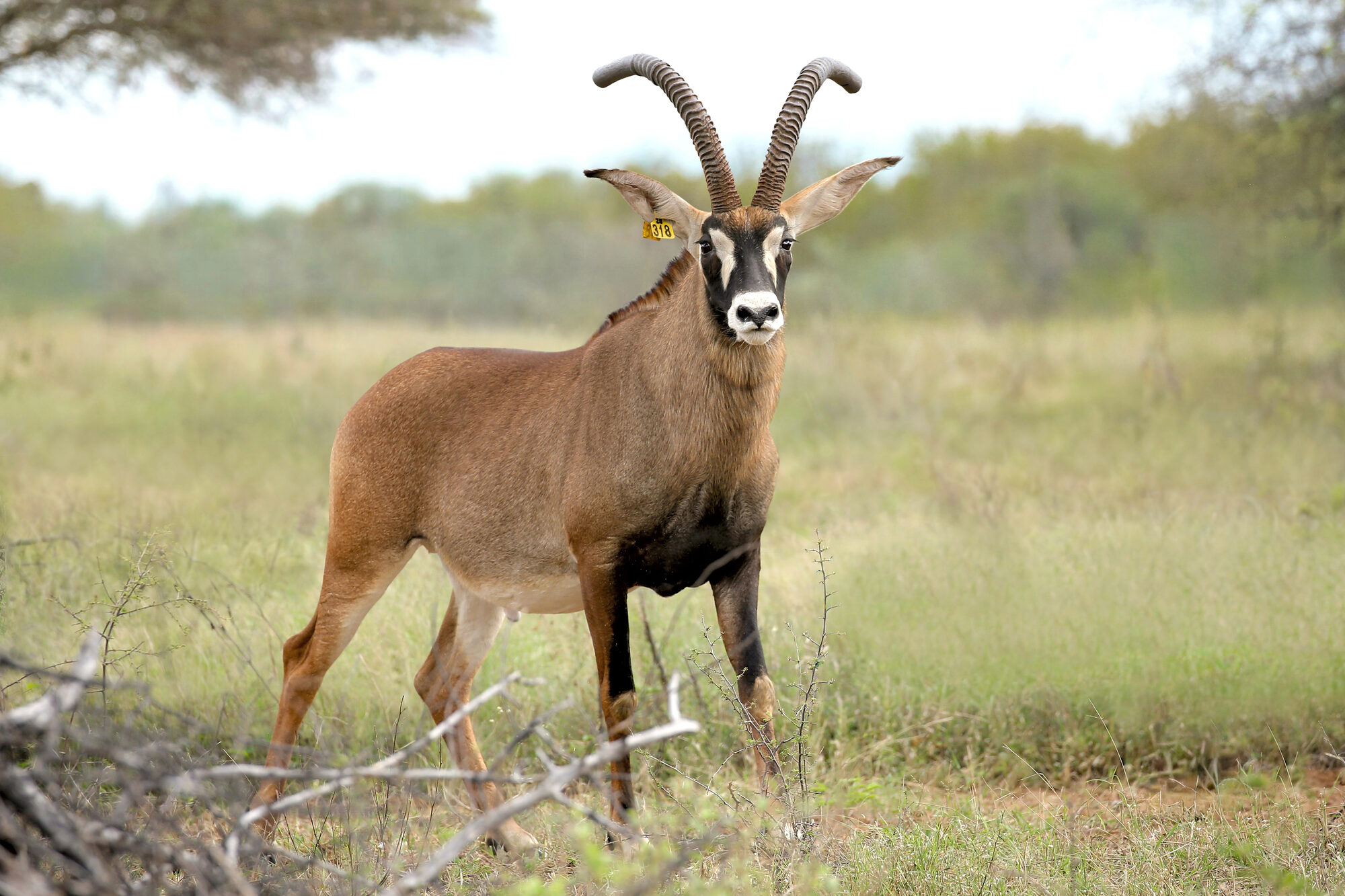 Roan antelope bull in green summer grass