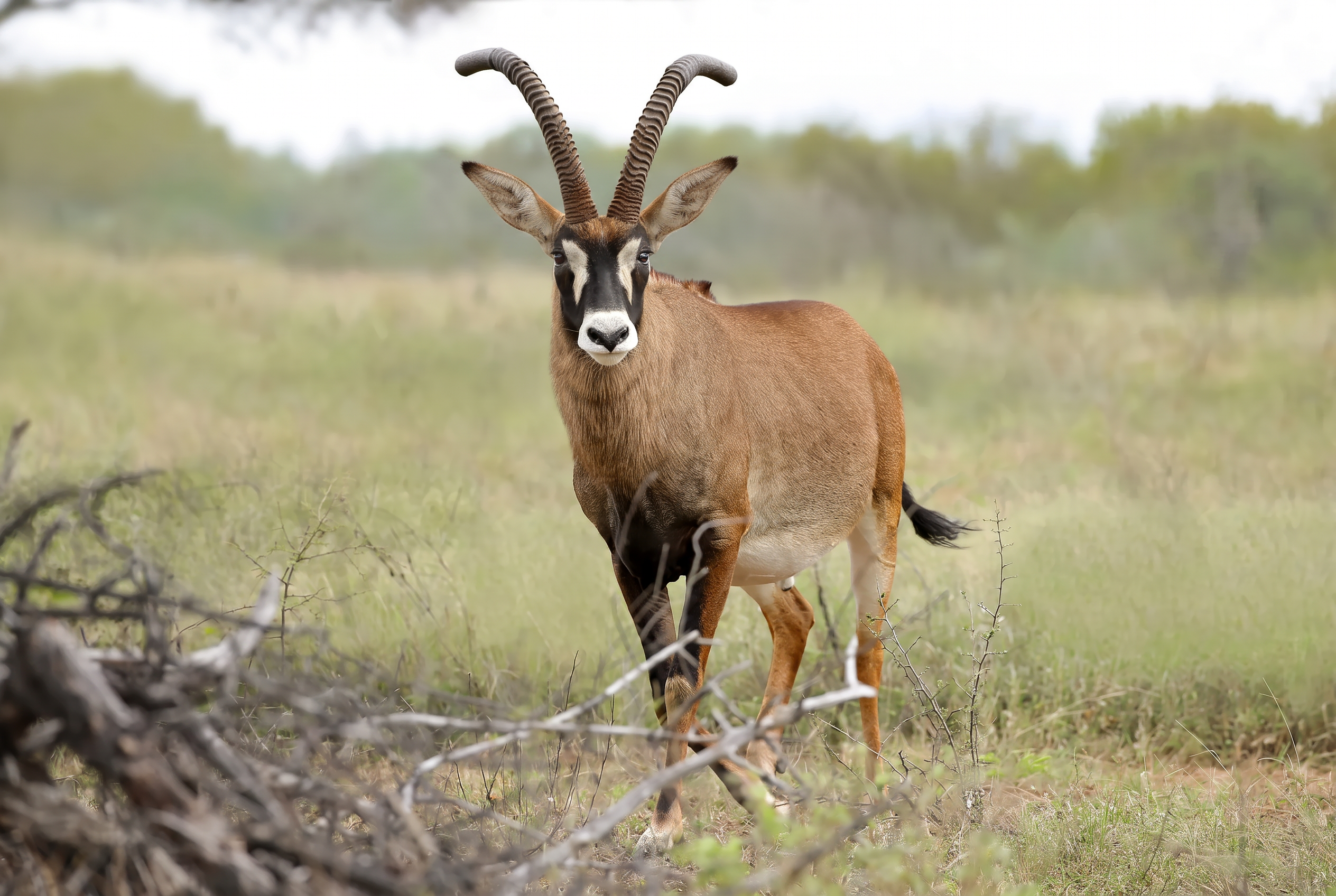 Roan antelope bull behind fallen thorn branches