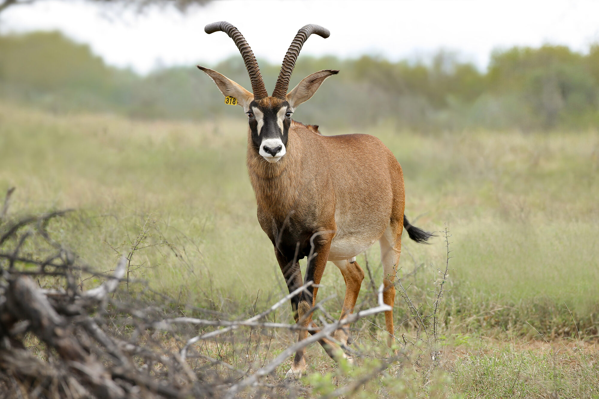 Roan antelope bull behind fallen thorn branches