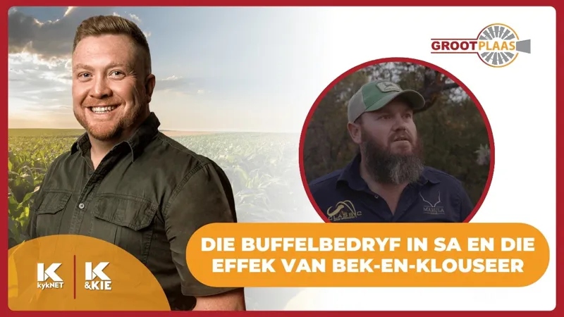 Chris Burger, buffelboer, oor die effek van bek-en-klouseer op die buffelbedryf